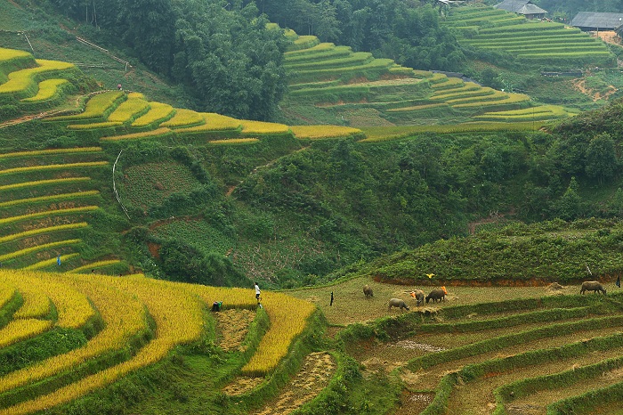 rice fields North Vietnam, Sapa, Mu Cang Chai, Pu Luong, Hoang Su Phi, Mai Chau, Ha Giang, Tonkin, Y Ty, Tam Coc, Mai Chau, Dien Bien Phu